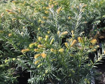 Tis červený 'Repandens'