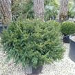 Tis červený 'Repandens' - Taxus baccata 'Repandens'