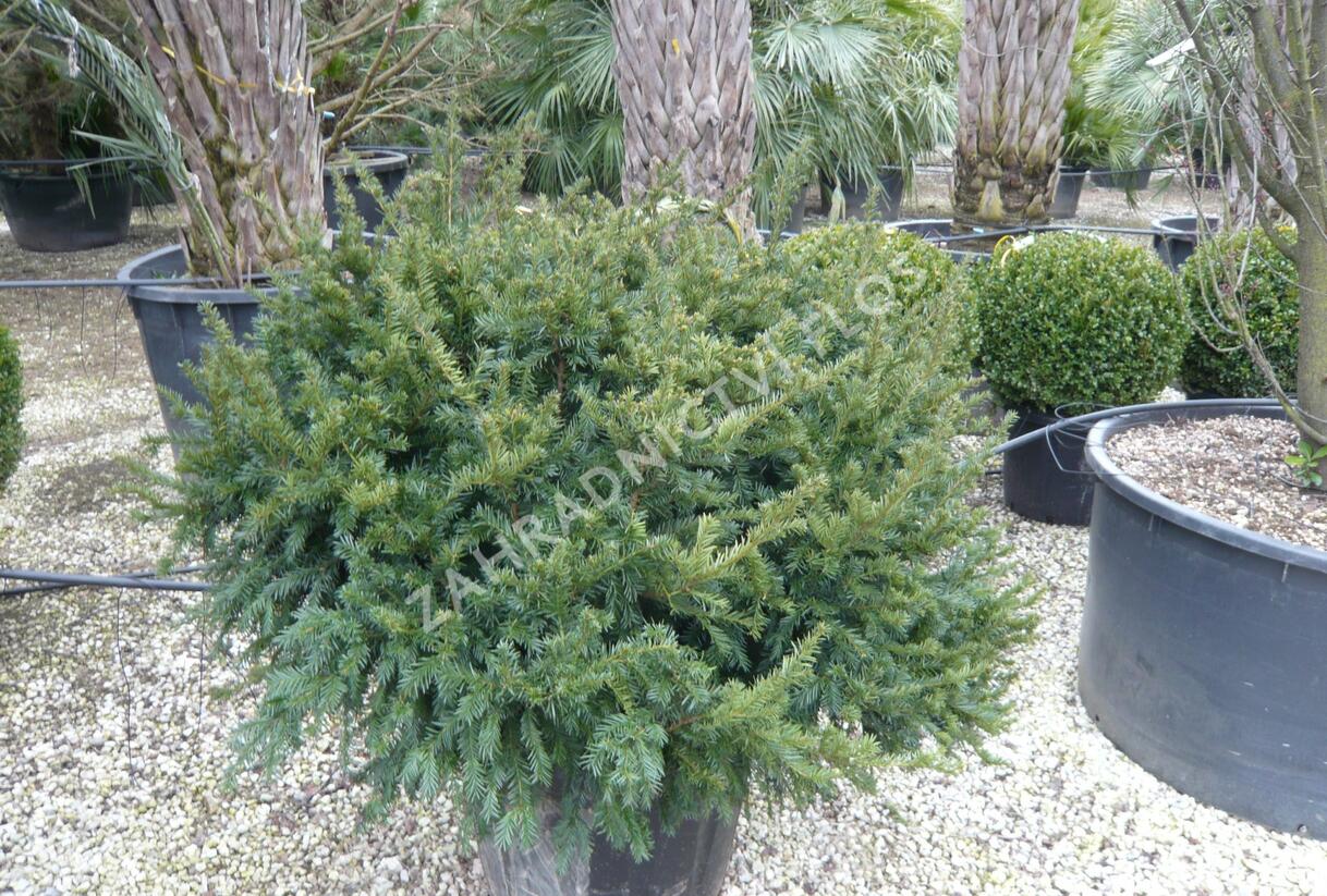 Tis červený 'Repandens' - Taxus baccata 'Repandens'