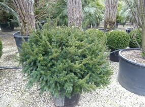 Tis červený 'Repandens' - Taxus baccata 'Repandens'