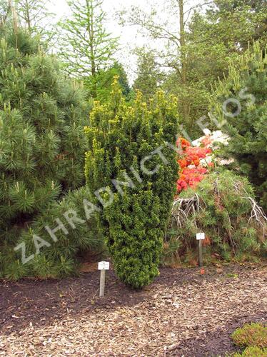 Tis červený 'David' - Taxus baccata 'David'