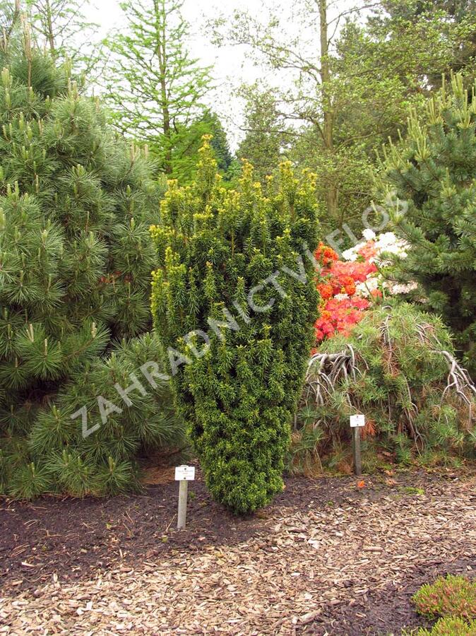 Tis červený 'David' - Taxus baccata 'David'