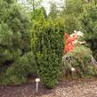 Tis červený 'David' - Taxus baccata 'David'