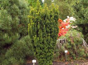 Tis červený 'David' - Taxus baccata 'David'