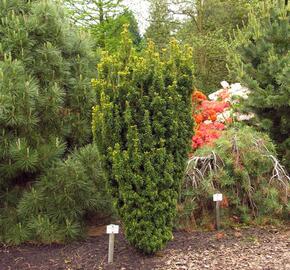 Tis červený 'David' - Taxus baccata 'David'