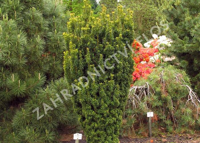 Tis červený 'David' - Taxus baccata 'David'