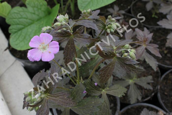 Kakost skvrnitý 'Elizabeth Ann' - Geranium maculatum 'Elizabeth Ann'