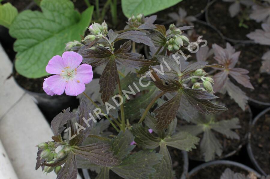 Kakost skvrnitý 'Elizabeth Ann' - Geranium maculatum 'Elizabeth Ann'
