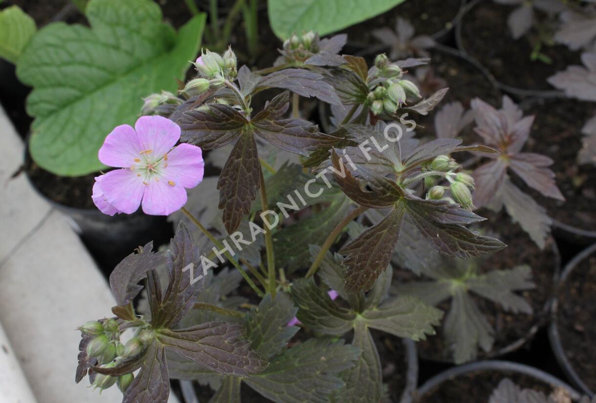 Kakost skvrnitý 'Elizabeth Ann' - Geranium maculatum 'Elizabeth Ann'
