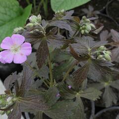 Kakost skvrnitý 'Elizabeth Ann' - Geranium maculatum 'Elizabeth Ann'