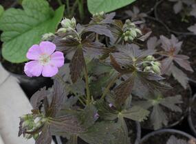 Kakost skvrnitý 'Elizabeth Ann' - Geranium maculatum 'Elizabeth Ann'