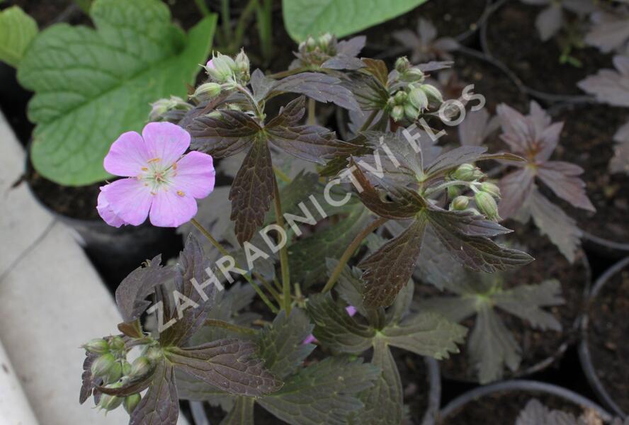 Kakost skvrnitý 'Elizabeth Ann' - Geranium maculatum 'Elizabeth Ann'
