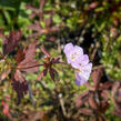 Kakost skvrnitý 'Elizabeth Ann' - Geranium maculatum 'Elizabeth Ann'