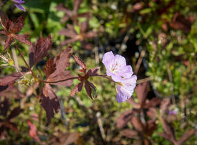 Kakost skvrnitý 'Elizabeth Ann' - Geranium maculatum 'Elizabeth Ann'