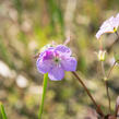 Kakost skvrnitý 'Elizabeth Ann' - Geranium maculatum 'Elizabeth Ann'