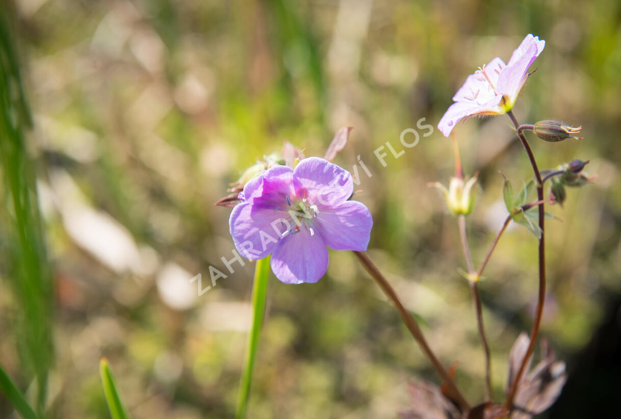 Kakost skvrnitý 'Elizabeth Ann' - Geranium maculatum 'Elizabeth Ann'