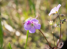 Kakost skvrnitý 'Elizabeth Ann' - Geranium maculatum 'Elizabeth Ann'