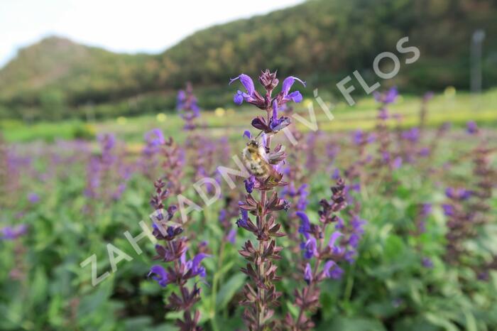 Šalvěj hajní 'Viola Klose' - Salvia nemorosa 'Viola Klose'