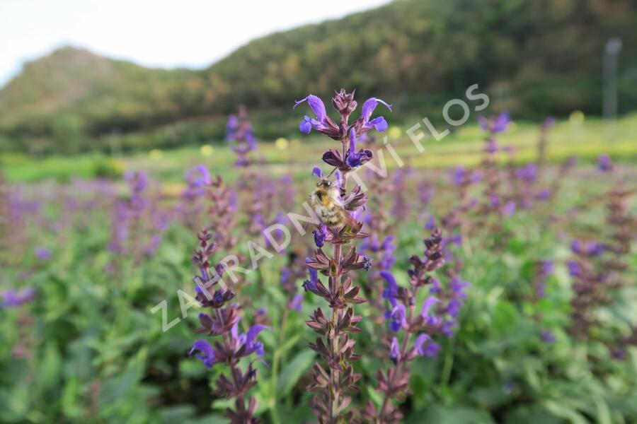 Šalvěj hajní 'Viola Klose' - Salvia nemorosa 'Viola Klose'