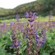 Šalvěj hajní 'Viola Klose' - Salvia nemorosa 'Viola Klose'