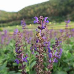 Šalvěj hajní 'Viola Klose' - Salvia nemorosa 'Viola Klose'