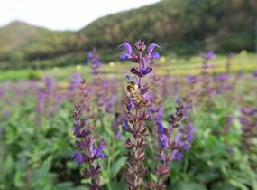 Šalvěj hajní 'Viola Klose' - Salvia nemorosa 'Viola Klose'