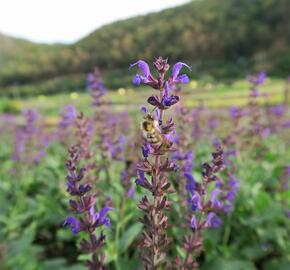 Šalvěj hajní 'Viola Klose' - Salvia nemorosa 'Viola Klose'