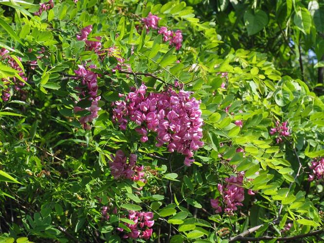 Trnovník akát 'Casque Rouge' - Robinia pseudoacacia 'Casque Rouge'