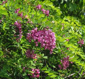 Trnovník akát 'Casque Rouge' - Robinia pseudoacacia 'Casque Rouge'