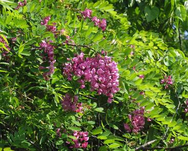Trnovník akát 'Casque Rouge'
