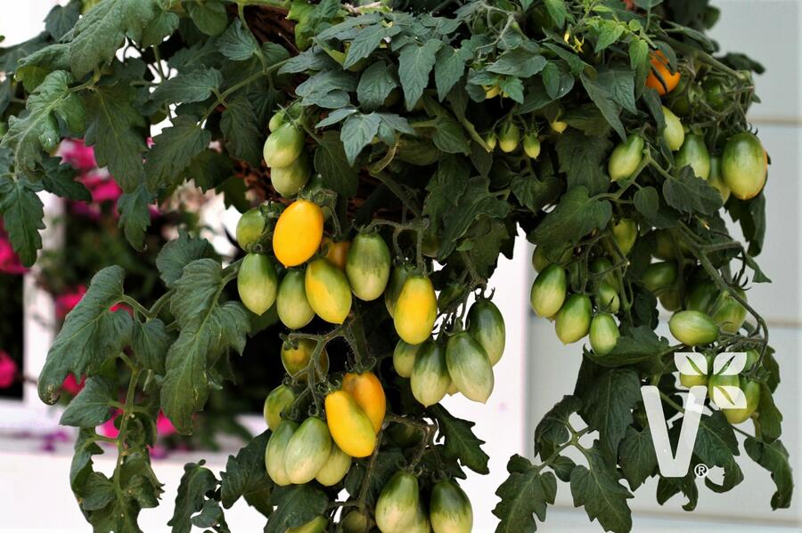 Rajče balkonové F1 'Pear Drops Yellow' - Lycopersicon esculentum 'Pear Drops Yellow'