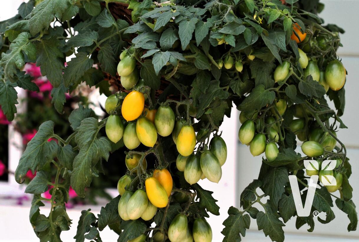 Rajče balkonové F1 'Pear Drops Yellow' - Lycopersicon esculentum 'Pear Drops Yellow'