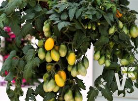 Rajče balkonové F1 'Pear Drops Yellow' - Lycopersicon esculentum 'Pear Drops Yellow'