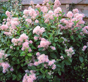 Latnatec 'Marie Simon' - Ceanothus pallidus 'Marie Simon'