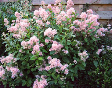 Latnatec bledý 'Marie Simon'