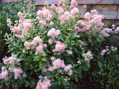 Latnatec bledý 'Marie Simon' - Ceanothus pallidus 'Marie Simon'