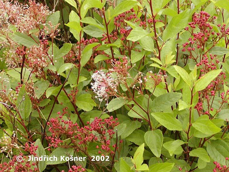 Latnatec 'Marie Simon' - Ceanothus pallidus 'Marie Simon'