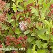 Latnatec 'Marie Simon' - Ceanothus pallidus 'Marie Simon'