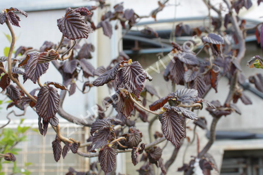 Líska obecná 'Red Majestic' - Corylus avellana 'Red Majestic'