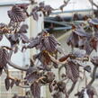 Líska obecná 'Red Majestic' - Corylus avellana 'Red Majestic'