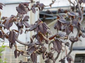 Líska obecná 'Red Majestic' - Corylus avellana 'Red Majestic'