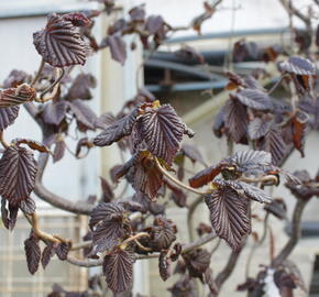 Líska obecná 'Red Majestic' - Corylus avellana 'Red Majestic'