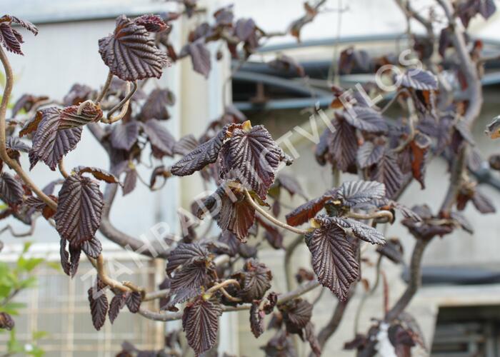 Líska obecná 'Red Majestic' - Corylus avellana 'Red Majestic'