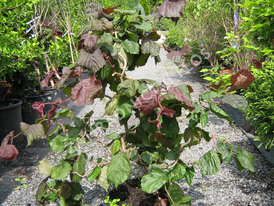 Líska obecná 'Red Majestic' - Corylus avellana 'Red Majestic'