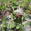 Líska obecná 'Red Majestic' - Corylus avellana 'Red Majestic'