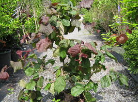 Líska obecná 'Red Majestic' - Corylus avellana 'Red Majestic'