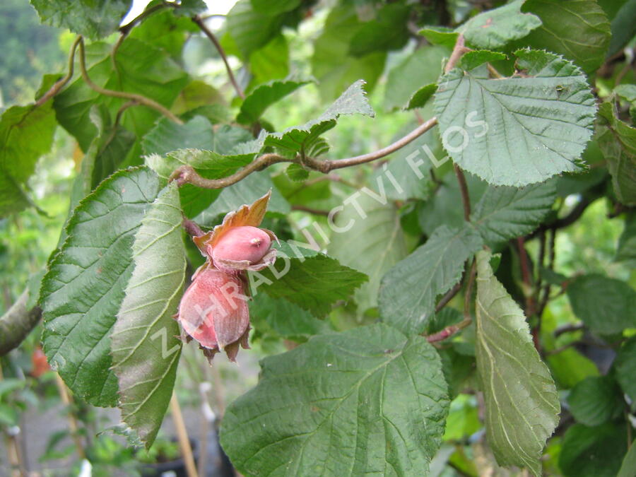 Líska obecná 'Red Majestic' - Corylus avellana 'Red Majestic'