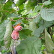 Líska obecná 'Red Majestic' - Corylus avellana 'Red Majestic'