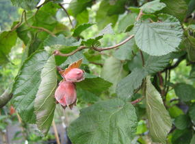 Líska obecná 'Red Majestic' - Corylus avellana 'Red Majestic'