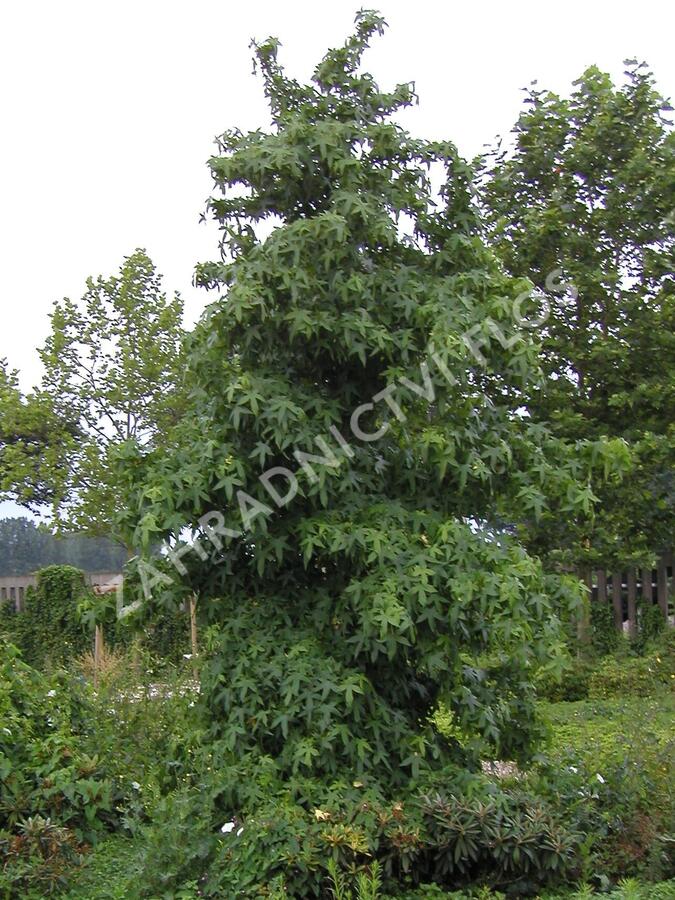 Ambroň západní 'Worplesdon' - Liquidambar styraciflua 'Worplesdon'